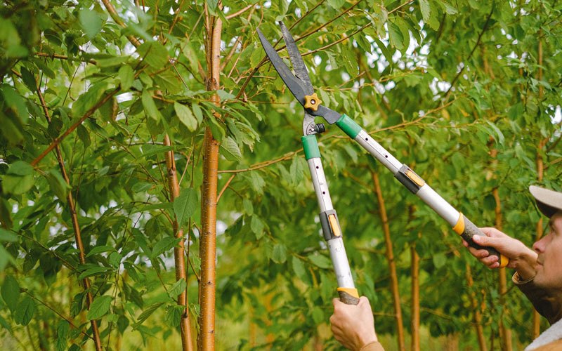 Tree trimming in Walterville, OR